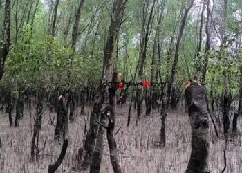 এক্সকেভেটর দিয়ে ধ্বংস চারশ গাছ