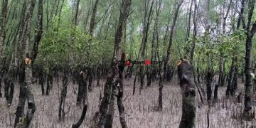 এক্সকেভেটর দিয়ে ধ্বংস চারশ গাছ